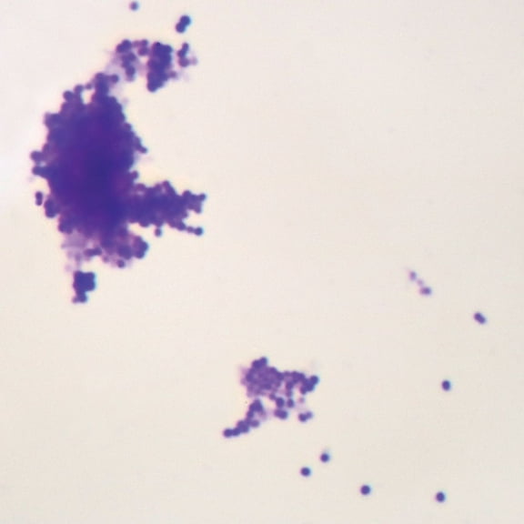 Staphylococcus Epidermidis, W.m. Microscope Slide