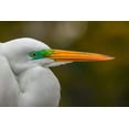thumbnail image 2 of Jones, Adam 14x11 White Modern Wood Framed Museum Art Print Titled - Male Great egret in breeding plumage-Merritt Island National Wildlife Refuge-Florida, 2 of 4