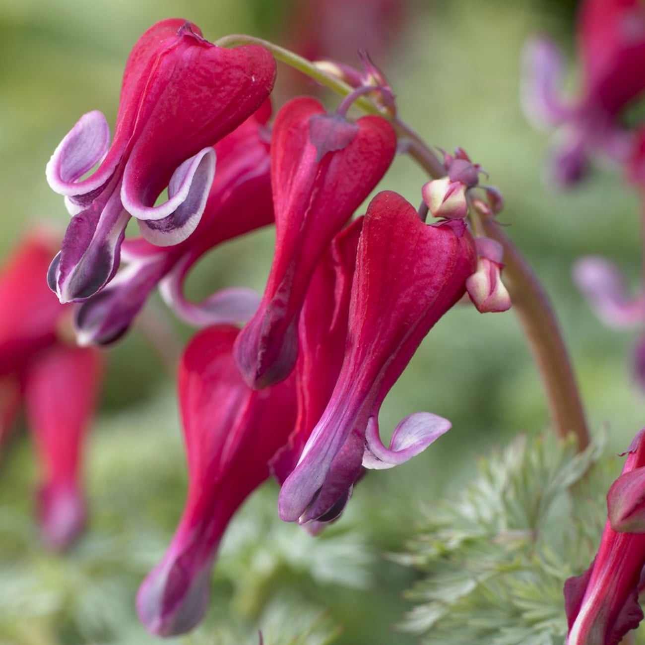 Van Zyverden Bleeding Hearts Fire Island PP Set of 1 Plant Root Red Full Sun Flowering 1 lb