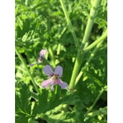 3 Citronella Plants in 2.5 Inch Pots . Mosquito Plant/Deodorant Plant/ Citrosa Geranium. Great Mosquito Repellent!