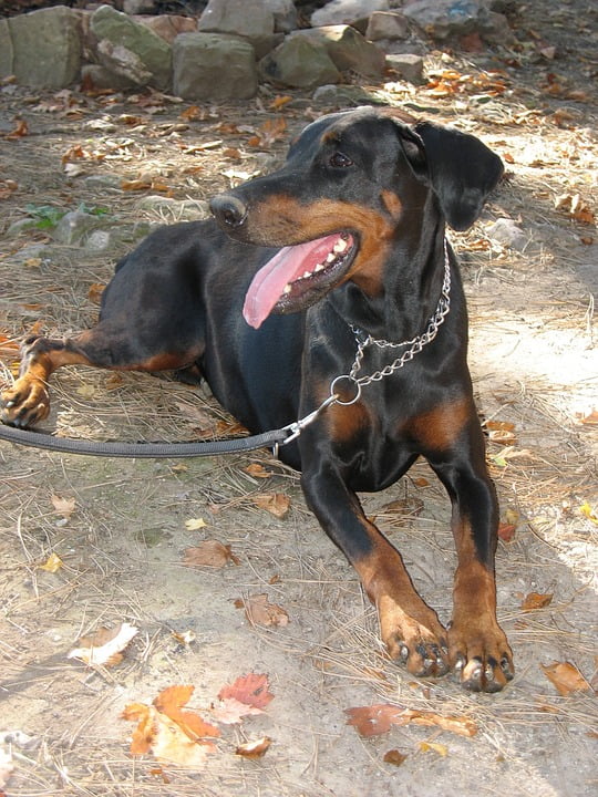 doberman leash