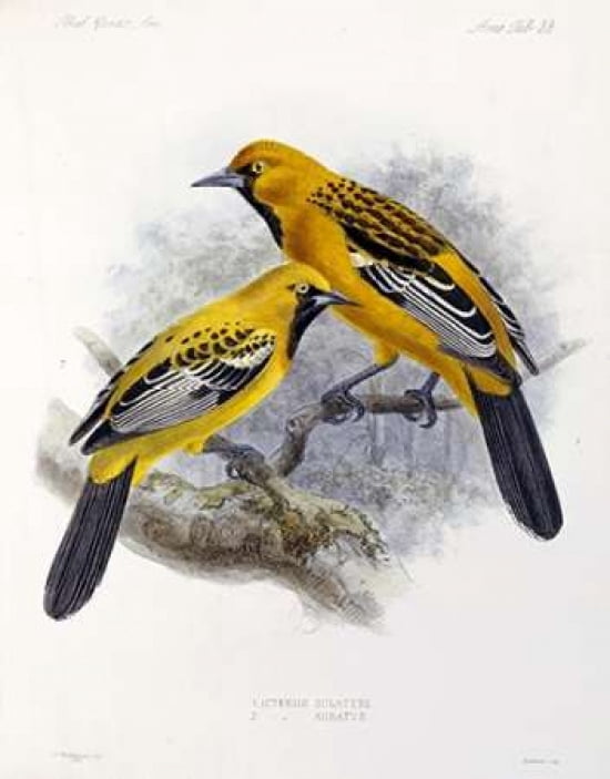 Ecuadorian Cacique