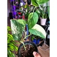thumbnail image 3 of 4 inch pot- Scindapsus Jade Satin Pothos Rare Find collection Item - Exact Plant Sep 11, 2024, 3 of 3