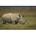 thumbnail image 2 of Grall, Don 14x11 Gold Ornate Wood Framed with Double Matting Museum Art Print Titled - Kenya, Lake Nakuru NP Northern white rhinoceros, 2 of 4