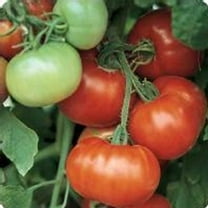 Tomato Garden Seeds - Super Fantastic Hybrid - 100 Seeds - Non-GMO, Vegetable Gardening Seed