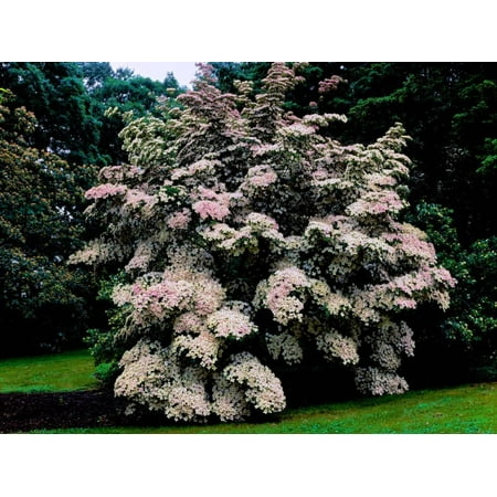 - Kousa Dogwood trees (Cornus kousa) in a garden, United States National Arboretum, Washington DC... Print Wall Art