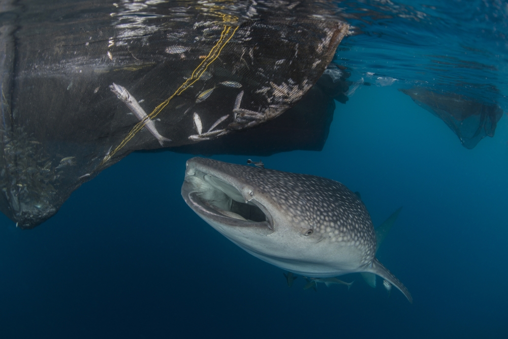 Whale shark sucking at fishing nets for scraps of fish Canvas Art - Mathieu MeurStocktrek Images (34 x 23)