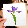 thumbnail image 7 of 3drose, Blue Flag Iris, Iris Versicolor, with White Background, Marion Co., Il, 6 Greeting Cards with Envelopes, 7 of 7