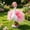 Hot Pink, variant on Chiffon Skirt Dress-Up Set With Matching Headwear For Porch Goose Statue, Elegant Garden Lawn Outdoor Display Decor For Spring Summer Parties Prop