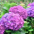 thumbnail image 2 of JingChun Artificial Fake Flowers Plants Silk Hydrangea 1 Flower Head Arrangements Wedding Bouquets Decorations Plastic Floral Table Centerpieces Home Kitchen Garden, 2 of 5