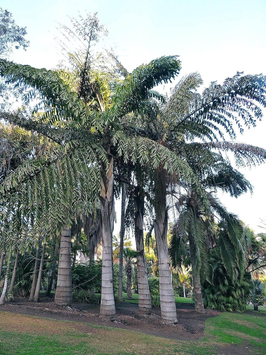 Giant Fishtail Palm - Live Plant in an 10 Inch Growers Pot - Caryota Obtusa - Extremely Rare Ornamental Palms from Florida - image 4 of 4