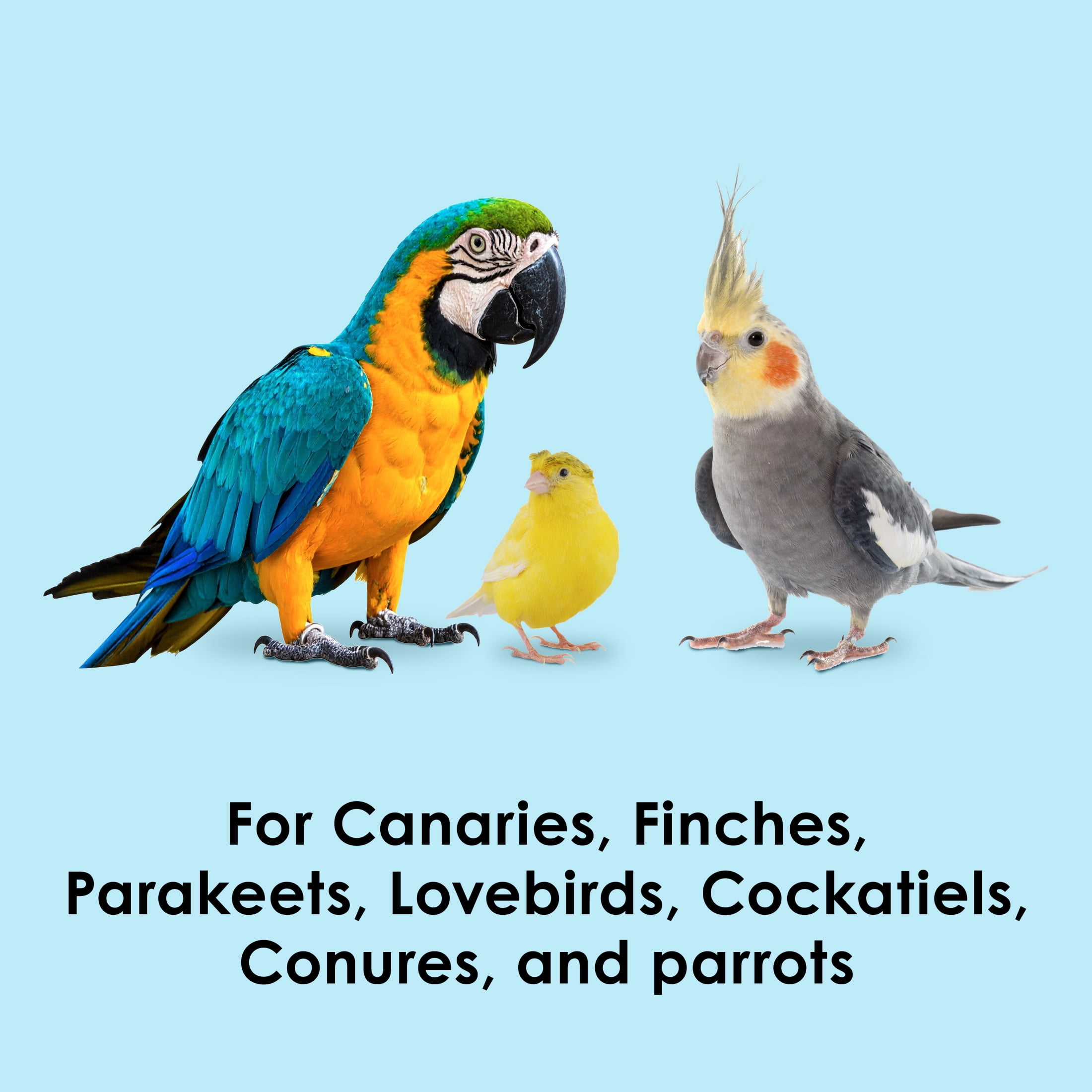 (2 pack) Kaytee Oat Groats Treat Jar for Pet Birds, 11 Ounces