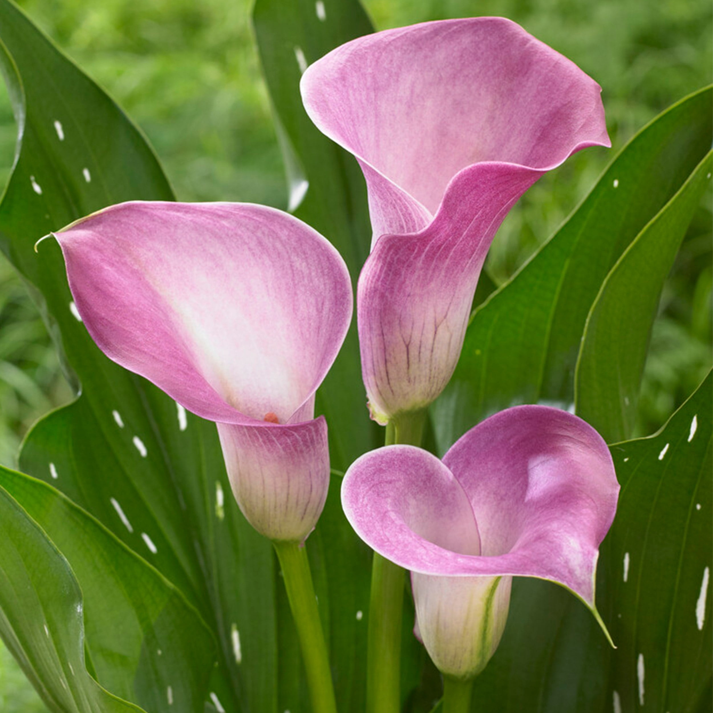 Garden State Bulb Calla Lily Denver Flower Bulbs, 14/16 cm (Bag of 1)