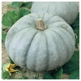 thumbnail image 2 of Everwilde Farms - 1/4 lb Jarrahdale Pumpkin Seeds - Gold Vault Bulk Seed Packet, 2 of 3