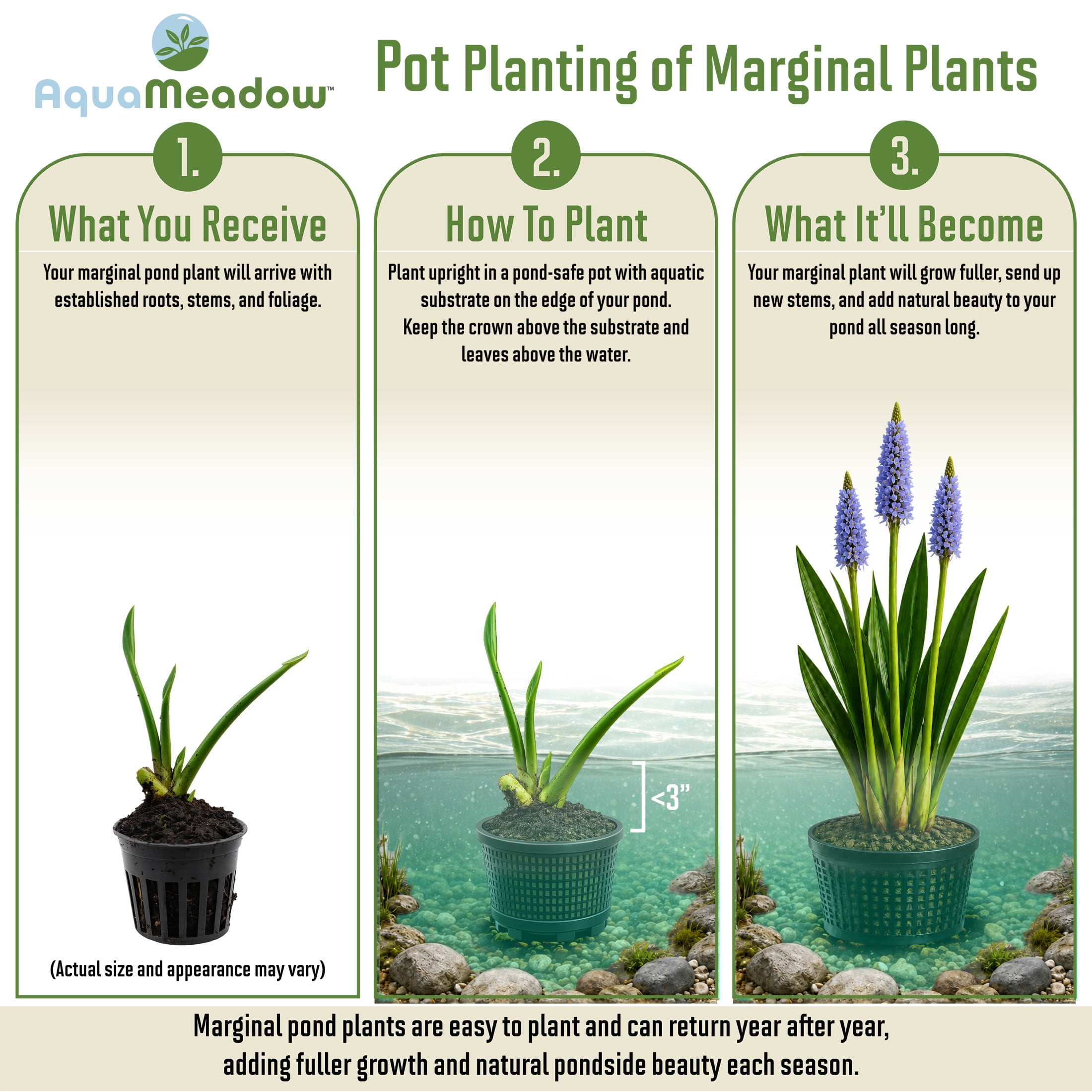 AquaMeadow Blue Pickerel Rush Potted Reg 3ct