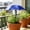 Blue, variant on FEOLGEHLY Plant Umbrellas for Outdoor Plants, Large SunShade Adjustable Angle Ground Stake Plant Umbrellas for Garden Potted Flower Plant Cover from Sunlight Exposure(11"X14")