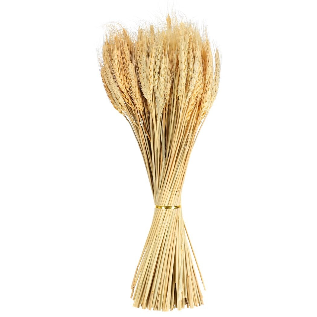 ATJIA 100 Stems Dried Wheat Sheaves, Dried Wheat Stalks, Natural Wheat Bouquet Bundle for DIY Craft, Artificial Flowers Arrangement, Dining Table Decorations, Wedding Shooting Props