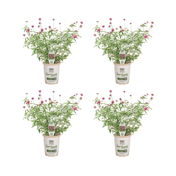 Proven Winners 4" Truffula Pink Globe Amaranth Live Plant in 4.25" Pot (4 Count)
