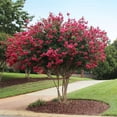 thumbnail image 3 of Brighter Blooms - Tonto Crape Myrtle Tree, 2-3 ft. - No Shipping to AK, AZ, HI, OR, 3 of 6
