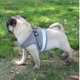 thumbnail image 5 of Cat Harness, Cat Harness Escape Proof, 5 of 5