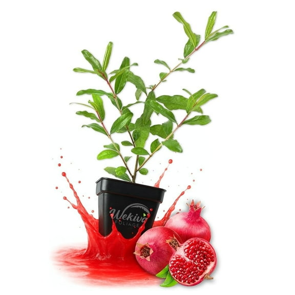 Sirenevyi Pomegranate Tree - 2 Live Plants in 3 Inch Growers Pots - Edible Fruit Bearing Tree for The Patio and Garden
