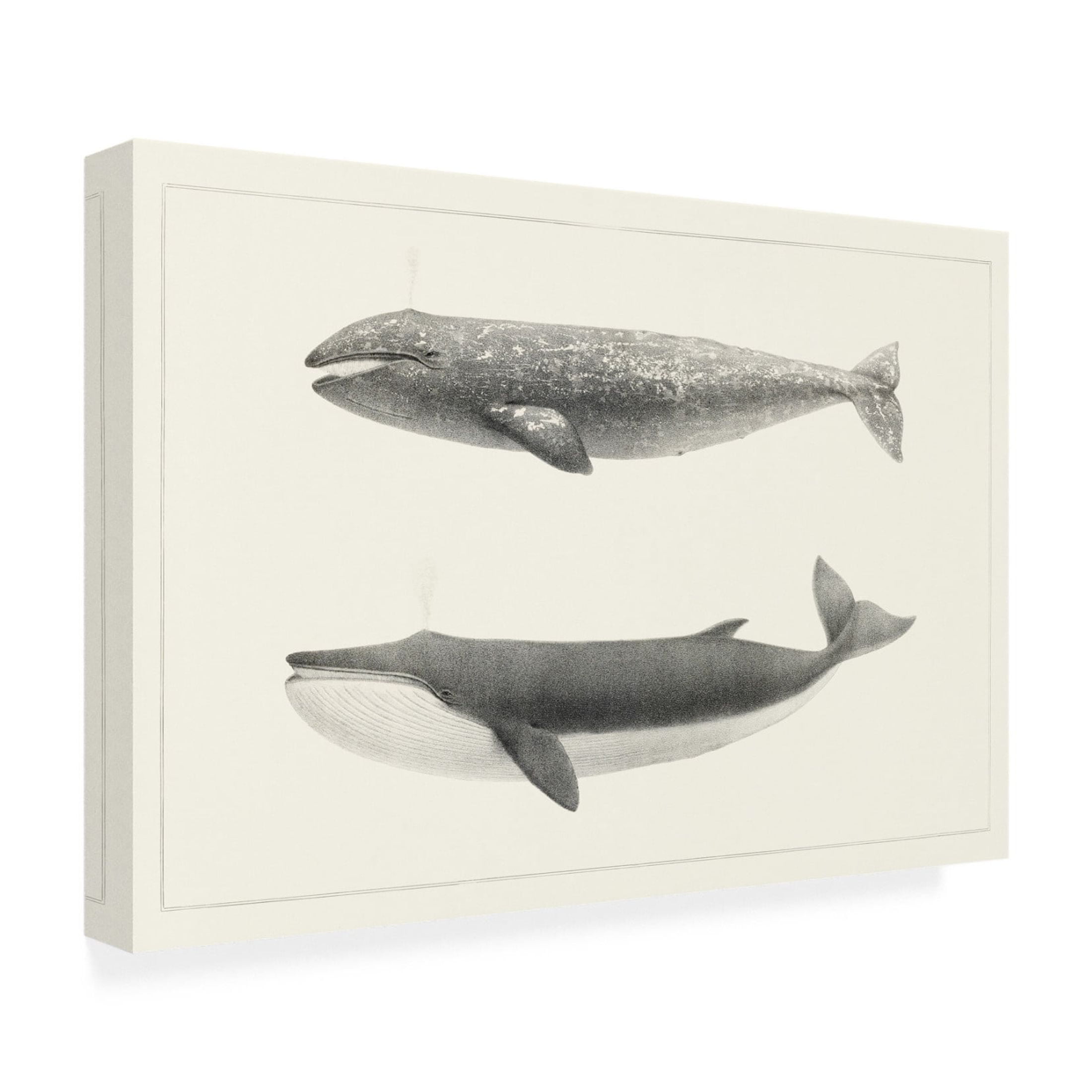 Trademark Fine Art Charles Melville Scammon Melville's Whales I Canvas Wall Art