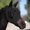 Black, variant on Durable High Quality Mesh Face Guard Guard Grey Mesh Horse Fly Mesh Face Guard With Ears Comfort Elasticity Soft Sun Protection