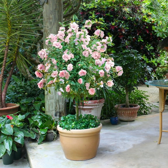 National Plant Network 1 gal. Hibiscus Sugar Tip Rose of Sharon Tree