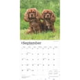 thumbnail image 2 of Cavalier King Charles Spaniels 2025 12 X 24 Inch Monthly Square Wall Calendar Plastic-Free, (Paperback), 2 of 9