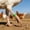 Green_Base#4661, variant on Numbered Poultry Leg Bands for Chickens Ducks Roosters – Clip-On Open Identification Rings for Farm and Backyard Bird Management