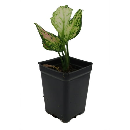 Red Zircon Chinese Evergreen Plant - Aglaonema - 2.5" Pot