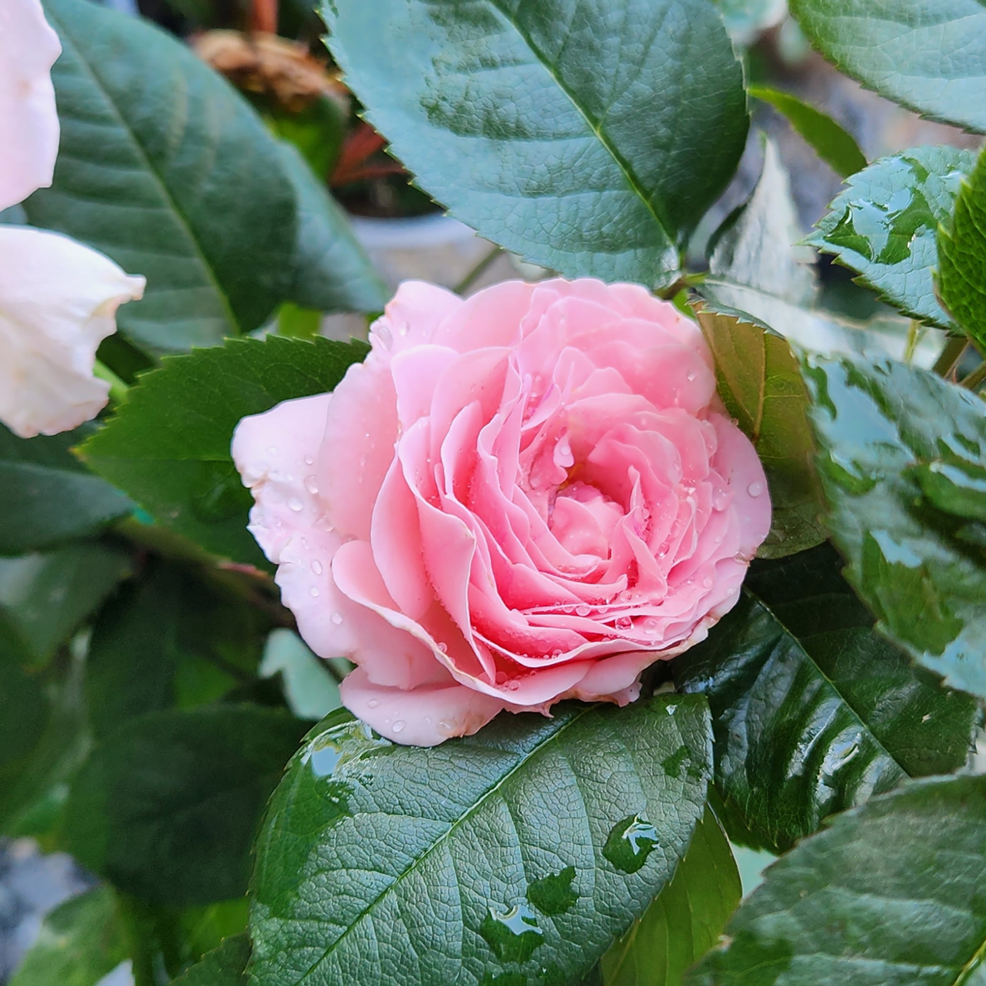 True Bloom 'True Devotion' PP28929 Soft Pink Rose Bush, 8Qt. Pot, Live Garden Roses, Full Sun