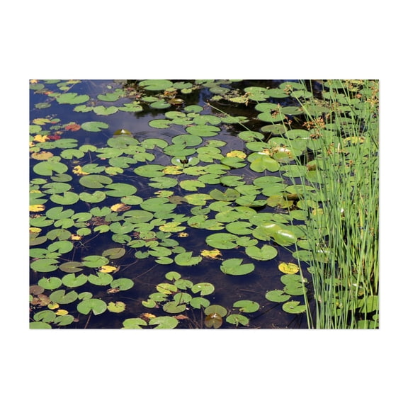 Lili pad Lake - Photography Nature Lake Water Botanical Scenic Garden Summer Unframed Wall Art Print 4 x 6 inches