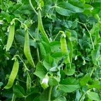 Earthcare Seeds - Pea Oregon Sugar Pod II Snow Pea 50 Seeds (Pisum Sativum) Heirloom - Open Pollinated