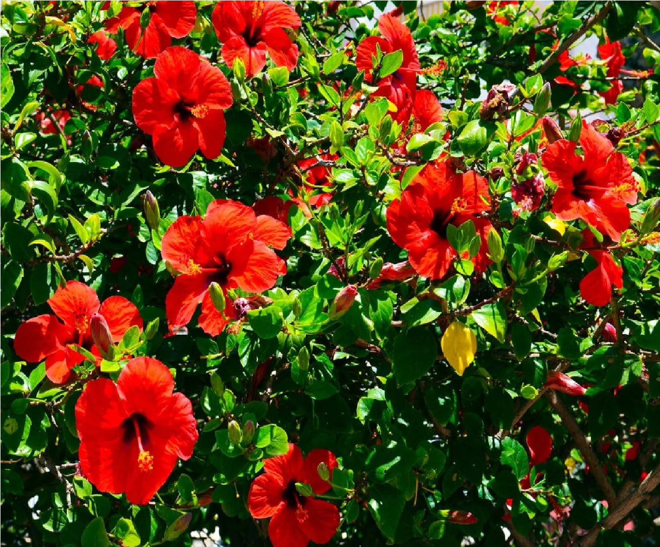Live Red Hibiscus Plant Cuttings 2"-4" Long Full Sun - Walmart.com