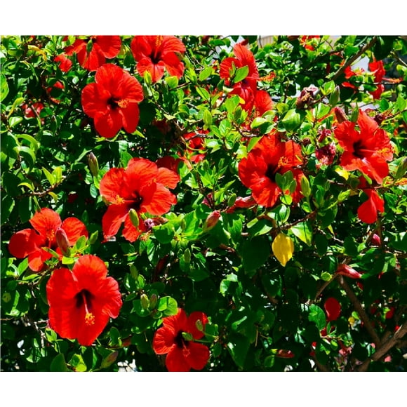 Hibiscus Plants in Garden Bushes