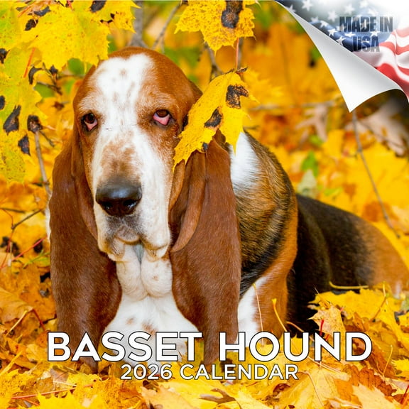 2025 2026 Basset Hound Calendar - Dog Breed Monthly Wall Calendar - 12 x 24 Open - Thick No-Bleed Paper - Giftable - Academic Teacher's Planner Calendar Organizing & Planning - Made in USA