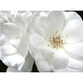 thumbnail image 2 of Schell, Jennie Marie 18x15 Gold Ornate Wood Framed with Double Matting Museum Art Print Titled - Rose White 4, 2 of 4