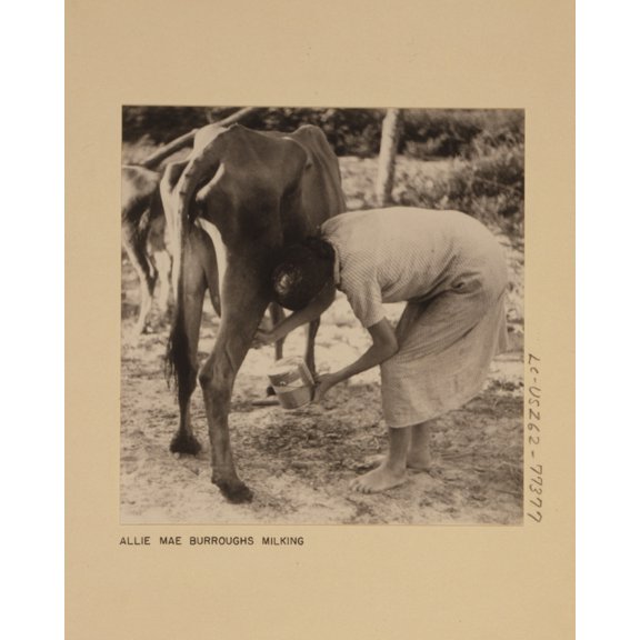 Print: Allie Mae Burroughs Milking, 1935