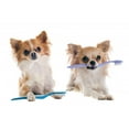 thumbnail image 2 of Chihuahuas and Toothbrush Wall Mural by Wallmonkeys Peel and Stick Graphic (48 in W x 32 in H) WM188830, 2 of 4