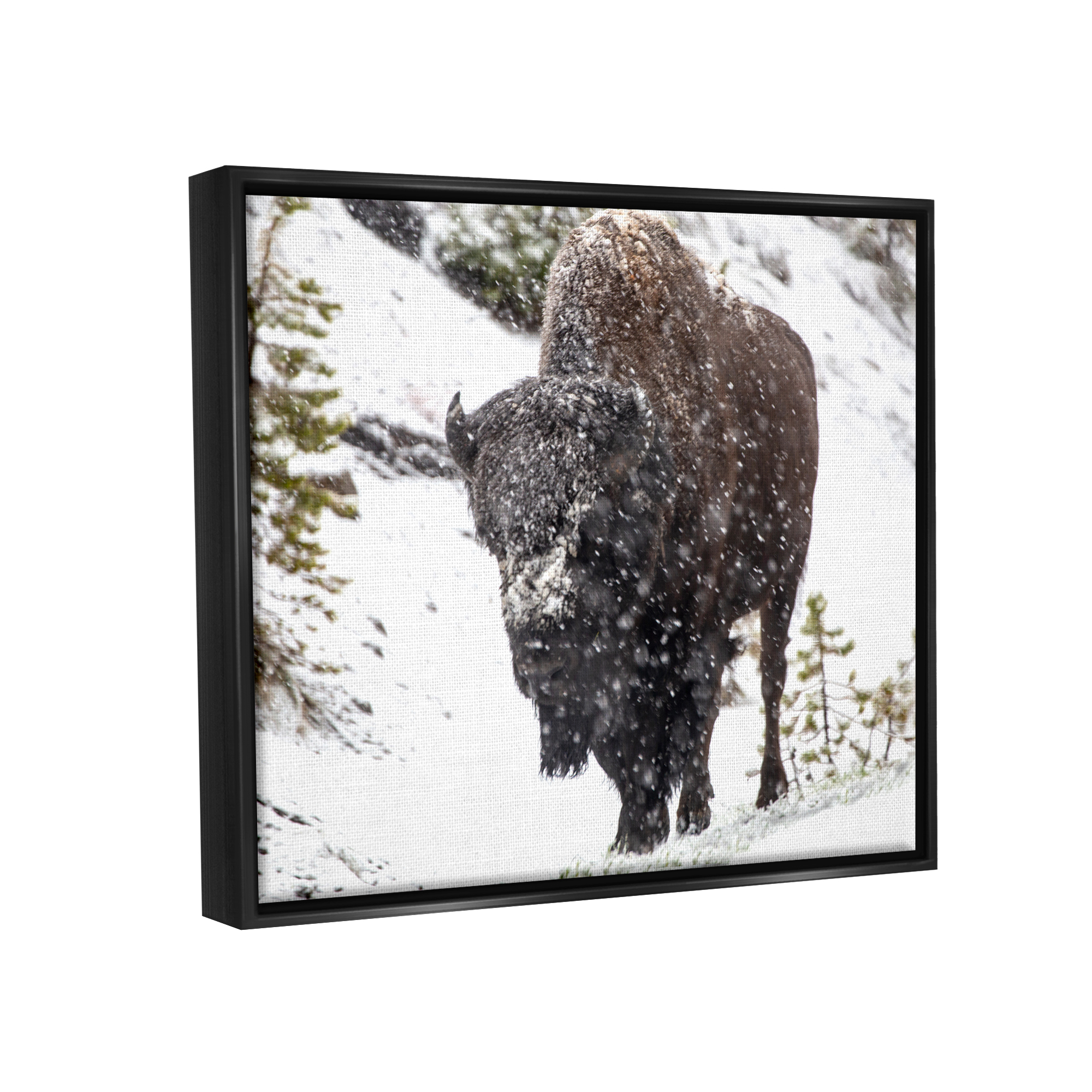 Stupell Industries Bison in Windblown Snow Animals & Insects Photography Black Floater Framed Art Print Wall Art, 31 x 25