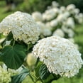 thumbnail image 3 of Annabelle Hydrangea Deciduous Flowering Shrub, grown in a 4 inch pot (1-Pack), 3 of 4