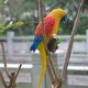 thumbnail image 5 of Simulación Guacamayo Animal Juguete Loro Juguetes Decoración Enseñanza Props Modelo de pared colgante Amarillo Cola Loro de simulación, 5 of 8