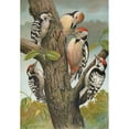 thumbnail image 3 of Johann Friedrich Naumann 11x14 Black Modern Framed Museum Art Print Titled - Dendrocopus Medius, Dendrocopus Minor, 3 of 5