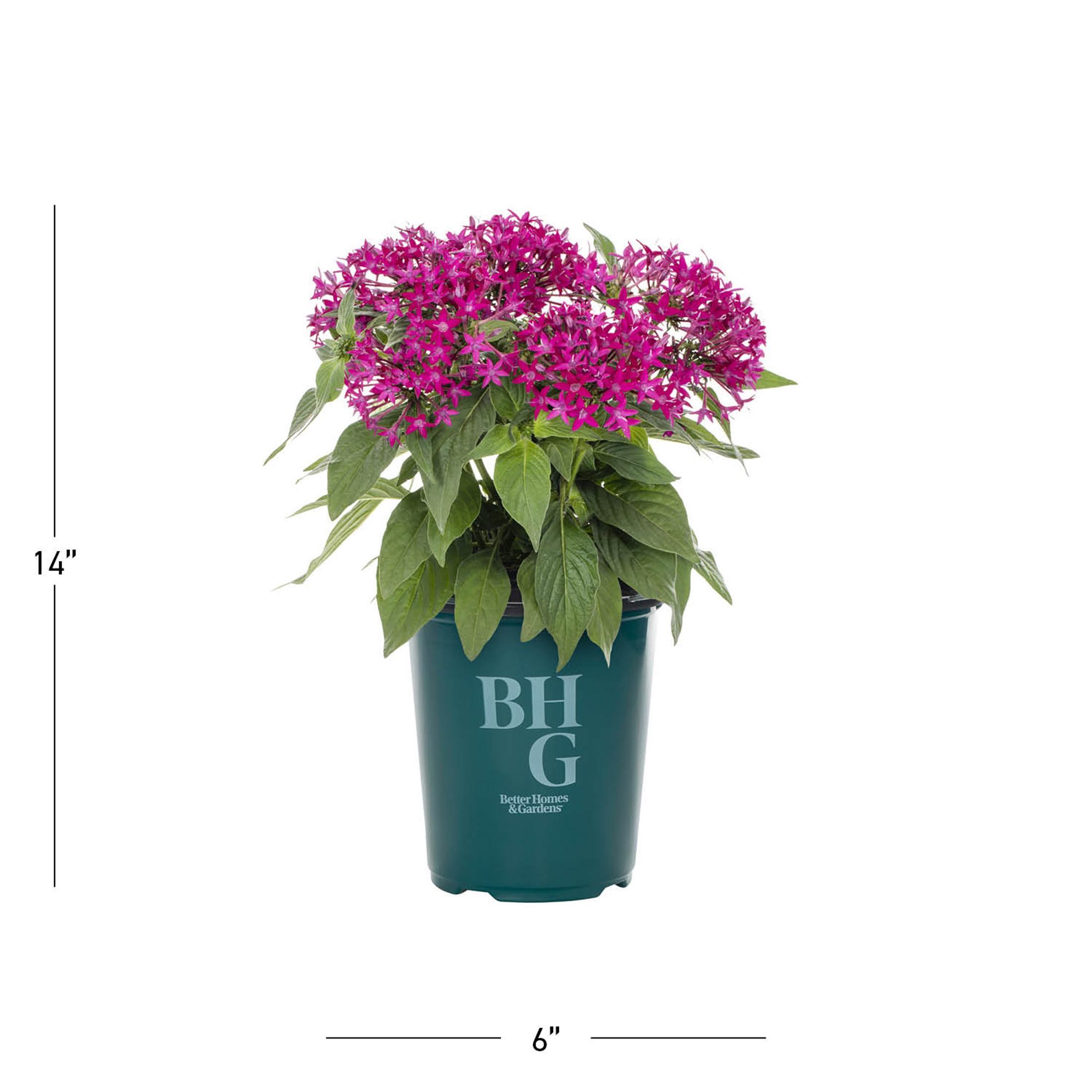 Better Homes & Gardens 1.5PT Purple Pentas Live Annual Plant Sun 5-Pack
