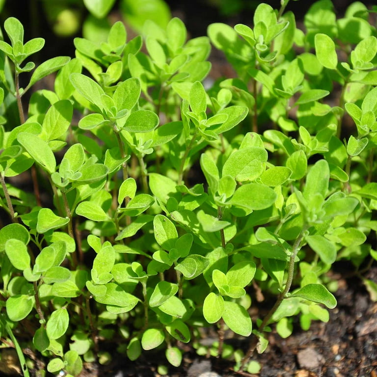 Sweet Marjoram Herb Garden Seeds - 500 mg Packet - Non-GMO, Heirloom  Culinary Herbal Gardening Seeds - Annual - Walmart.com
