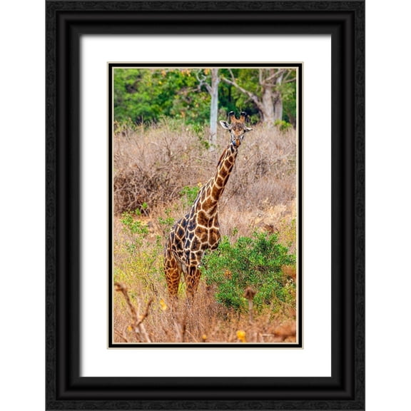 Richardson, Larry 17x24 Black Ornate Wood Framed with Double Matting Museum Art Print Titled - A Maasai giraffe looks on as a safari drives by