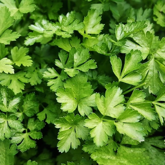 HJADGG 100pcs Coriander Seeds High Yield Herb Cilantro Pleasant Aroma Create Perfect Vegetable Garden Can Be Harvested All Year Round