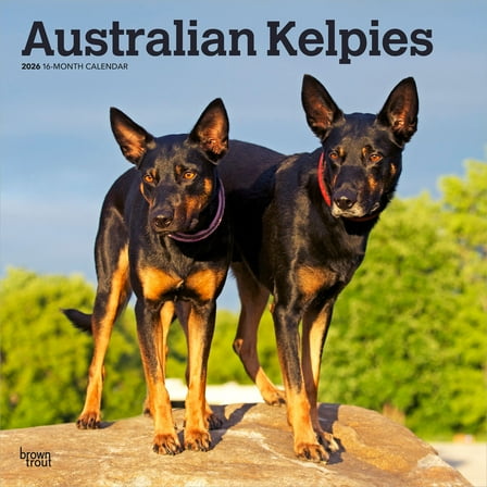 Australian Kelpies | 2026 12x24" (Hanging) Square Wall Calendar | BrownTrout