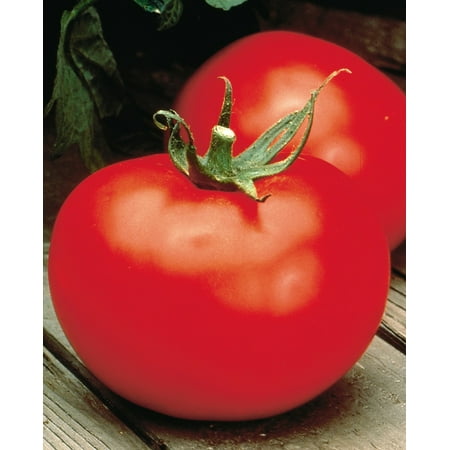 Better Boy Tomato Plant - One of the Best - 3.5
